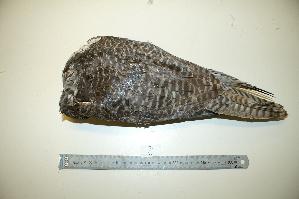  (Falco rusticolus - NHMO-BC153)  @13 [ ] Unspecified (default): All Rights Reserved  Unspecified Unspecified