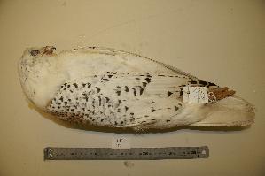  (Falco rusticolus - NHMO-BC152)  @13 [ ] Unspecified (default): All Rights Reserved  Unspecified Unspecified