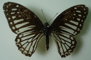  (Graphium ramaceus pendleburyi - UMKL-JJW0004)  @14 [ ] Unspecified (default): All Rights Reserved  Unspecified Unspecified