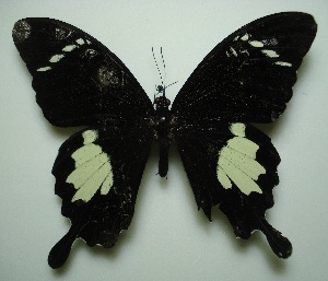  (Papilio nephelus sunatus - UMKL-JJW0028)  @14 [ ] Unspecified (default): All Rights Reserved  Unspecified Unspecified