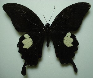  (Papilio helenus helenus - UMKL-JJW0030)  @14 [ ] Unspecified (default): All Rights Reserved  Unspecified Unspecified
