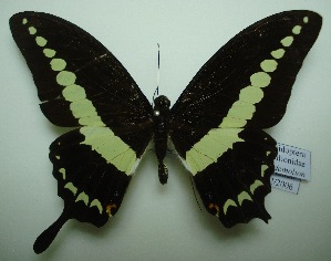  (Papilio demoleus malayanus - UMKL-JJW0037)  @14 [ ] Unspecified (default): All Rights Reserved  Unspecified Unspecified