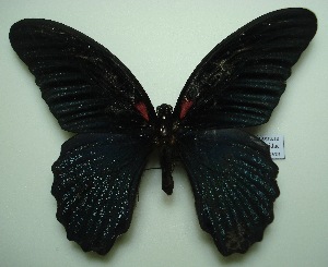  (Papilio memnon agenor - UMKL-JJW0039)  @13 [ ] Unspecified (default): All Rights Reserved  Unspecified Unspecified