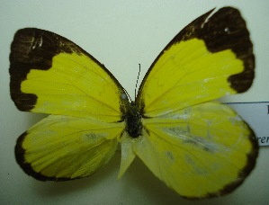  (Eurema simulatrix tecmessa - UMKL-JJW0083)  @12 [ ] Unspecified (default): All Rights Reserved  Unspecified Unspecified
