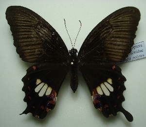  (Papilio polytes romulus - UMKL-JJW0112)  @14 [ ] Unspecified (default): All Rights Reserved  Unspecified Unspecified