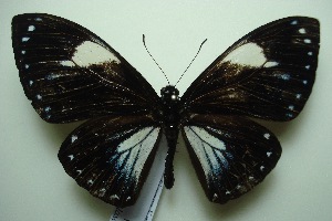  (Papilio paradoxa aenigma - UMKL-JJW0116)  @14 [ ] Unspecified (default): All Rights Reserved  Unspecified Unspecified