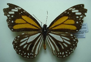  (Danaus melanippus hegesippus - UMKL-JJW0168)  @12 [ ] Unspecified (default): All Rights Reserved  Unspecified Unspecified
