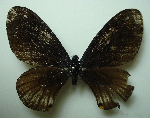  (Papilio slateri perses - UMKL-JJW0397)  @13 [ ] Unspecified (default): All Rights Reserved  Unspecified Unspecified