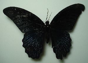  (Papilio memnon agenor - UMKL-JJW0400)  @13 [ ] Unspecified (default): All Rights Reserved  Unspecified Unspecified