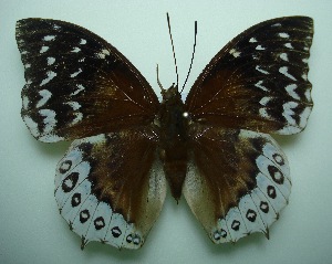  (Charaxes durnfordi durnfordi - UMKL-SJ020)  @12 [ ] Unspecified (default): All Rights Reserved  Unspecified Unspecified