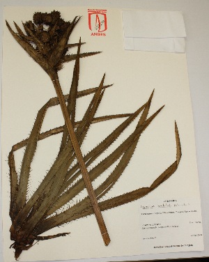  (Eryngium humboldtii - Andes-H 150)  @11 [ ] CreativeCommons - Attribution Non-Commercial Share-Alike (2013) Unspecified Instituto de Investigación de Recursos Biológicos Alexander von Humboldt