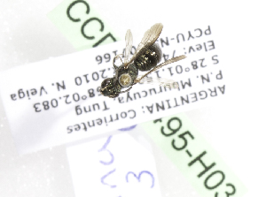  ( - CCDB-14495-H03)  @12 [ ] CreativeCommons - Attribution Non-Commercial Share-Alike (2012) Packer Collection York University York University