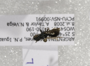  ( - ARG-14512-08)  @12 [ ] CreativeCommons - Attribution Non-Commercial Share-Alike (2012) Packer Collection York University York University