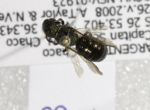  ( - ARG-14512-31)  @12 [ ] CreativeCommons - Attribution Non-Commercial Share-Alike (2012) Packer Collection York University York University