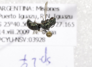  ( - ARG-14512-61)  @12 [ ] CreativeCommons - Attribution Non-Commercial Share-Alike (2012) Packer Collection York University York University