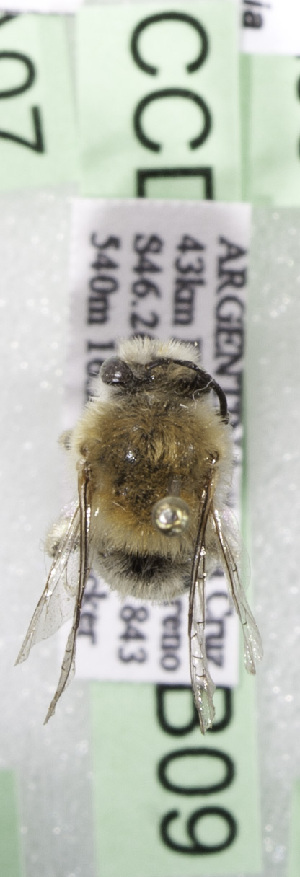  (Colletes ARGZ06 - CCDB-15259-B09)  @11 [ ] CreativeCommons - Attribution Non-Commercial Share-Alike (2012) Packer Collection York University York University
