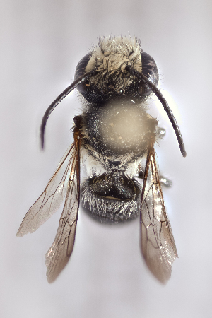  (Megachile minima - CCDB-24582 A02)  @13 [ ] CreativeCommons - Attribution (2016) Laurence Packer York University