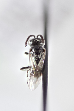  (Sphecodes sp. 1 - CCDB-24582 A04)  @14 [ ] CreativeCommons - Attribution (2016) Laurence Packer York University