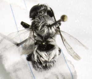  (Megachile coquimbensis - CCDB-09866 A05)  @13 [ ] Copyright (2010) Laurence Packer York University