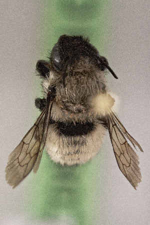  (Megachile CHL14 - CCDB-28314 C12)  @13 [ ] CreativeCommons - Attribution (2015) Laurence Packer York University