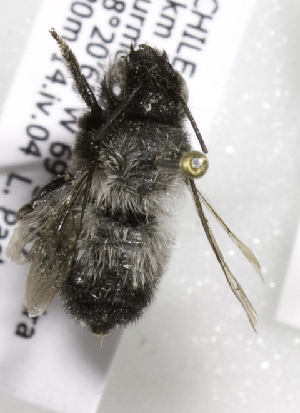  (Megachile sesquialba - CCDB-09981 F03)  @13 [ ] Copyright (2011) Laurence Packer York University