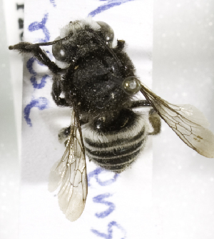  (Megachile aricensis - CCDB-09981 F09)  @13 [ ] Copyright (2011) Laurence Packer York University