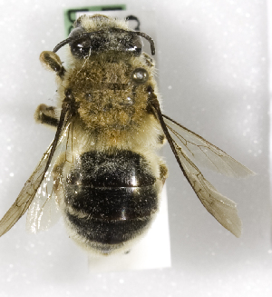  (Caupolicana pubescens - CCDB-09984 C10)  @13 [ ] Copyright (2011) Laurence Packer York University