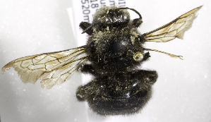  (Xylocopa viridigastra - CCDB-09987 D06)  @11 [ ] Copyright (2011) Laurence Packer York University