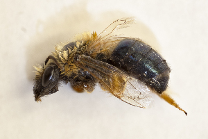  (Colletes fulvipes - CCDB-30346 G01)  @13 [ ] CreativeCommons - Attribution (2017) Laurence Packer York University