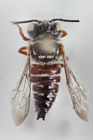  (Coelioxys menthae - CCDB-30384 G12)  @14 [ ] CreativeCommons - Attribution (2017) Laurence Packer York University