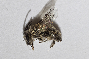  (Colletes kuhlmanni - CCDB-30384 H02)  @12 [ ] CreativeCommons - Attribution (2017) Laurence Packer York University