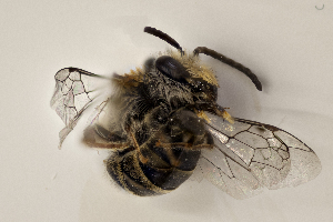  (Colletes rufipes - CCDB-24582 H03)  @13 [ ] CreativeCommons - Attribution (2016) Laurence Packer York University