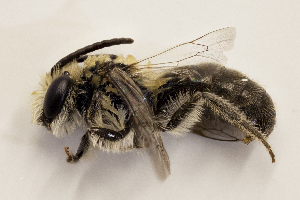  (Colletes speculiferus - CCDB-24582 H05)  @14 [ ] CreativeCommons - Attribution (2016) Laurence Packer York University