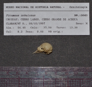  ( - MNHN_5643)  @11 [ ] Copyright (2016) Museo Nacional de Historia Natural Museo Nacional de Historia Natural