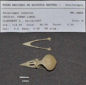  ( - MNHN_5653)  @11 [ ] Copyright (2016) Museo Nacional de Historia Natural Museo Nacional de Historia Natural