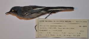  ( - MNHN_5695)  @11 [ ] Copyright (2016) Museo Nacional de Historia Natural Museo Nacional de Historia Natural