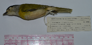  (Pachyramphus viridis - MNHN_5702)  @13 [ ] Copyright (2016) Museo Nacional de Historia Natural Museo Nacional de Historia Natural