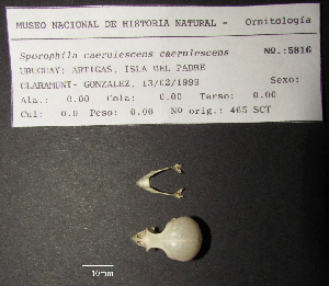  ( - MNHN_5816)  @11 [ ] Copyright (2016) Museo Nacional de Historia Natural Museo Nacional de Historia Natural