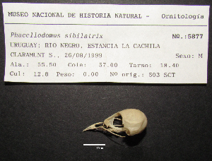  ( - MNHN_5877)  @11 [ ] Copyright (2016) Museo Nacional de Historia Natural Museo Nacional de Historia Natural