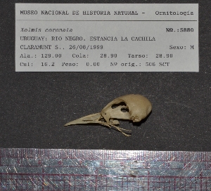  ( - MNHN_5880)  @11 [ ] Copyright (2016) Museo Nacional de Historia Natural Museo Nacional de Historia Natural