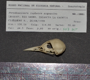  ( - MNHN_5881)  @11 [ ] Copyright (2016) Museo Nacional de Historia Natural Museo Nacional de Historia Natural