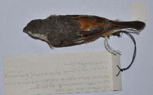  (Sporophila palustris - MNHN_5895)  @11 [ ] Copyright (2015) Museo Nacional de Historia Natural Museo Nacional de Historia Natural