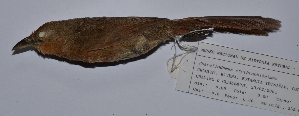  (Phacellodomus ferrugineigula - MNHN_5952)  @11 [ ] Copyright (2016) Museo Nacional de Historia Natural Museo Nacional de Historia Natural