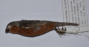  (Sporophila hypochroma - MNHN_6109)  @11 [ ] Copyright (2015) Museo Nacional de Historia Natural Museo Nacional de Historia Natural