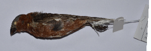  (Sporophila cinnamomea - MNHN_6121)  @11 [ ] Copyright (2015) Museo Nacional de Historia Natural Museo Nacional de Historia Natural