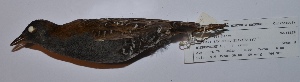  (Porzana spiloptera - MNHN_6129)  @11 [ ] Copyright (2015) Museo Nacional de Historia Natural Museo Nacional de Historia Natural