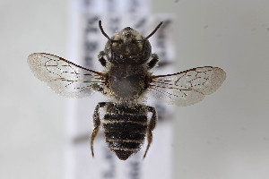  (Megachile serricauda - CCDB-34571 A06)  @11 [ ] CreativeCommons - Attribution by Laurence Packer (2020) Laurence Packer York University