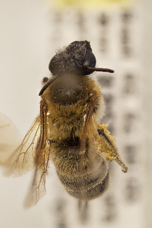  (Colletes sp. 2 - CCDB-24581 A11)  @11 [ ] CreativeCommons - Attribution (2016) Laurence Packer York University