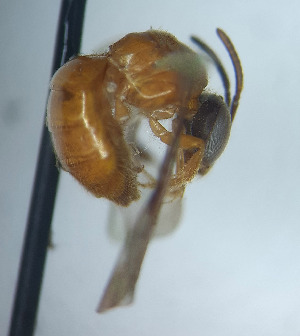  (Halictonomia sp - CCDB-34569 B11)  @11 [ ] CreativeCommons - Attribution by Laurence Packer (2017) Laurence Packer York University
