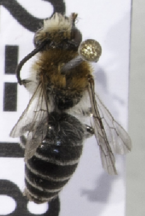  (Colletes MNG1 - CCDB-09808 F12)  @11 [ ] CreativeCommons - Attribution Non-Commercial Share-Alike (2012) Packer Collection York University York University